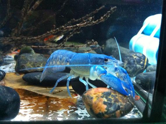 กุ้ง CRAY FISH