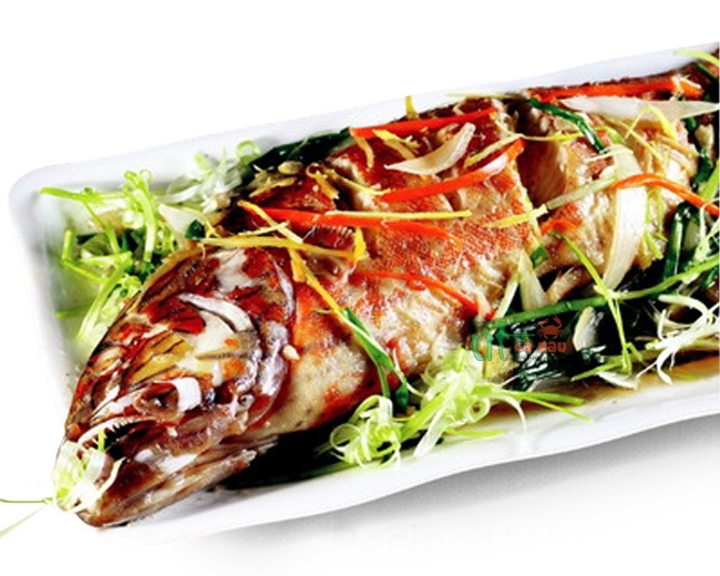 CÁ MÚ ĐỎ HẤP HK